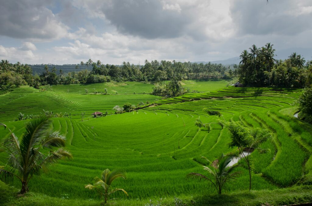 Vibrant rice terraces under cloudy skies in Bali, showcasing natural agricultural beauty.