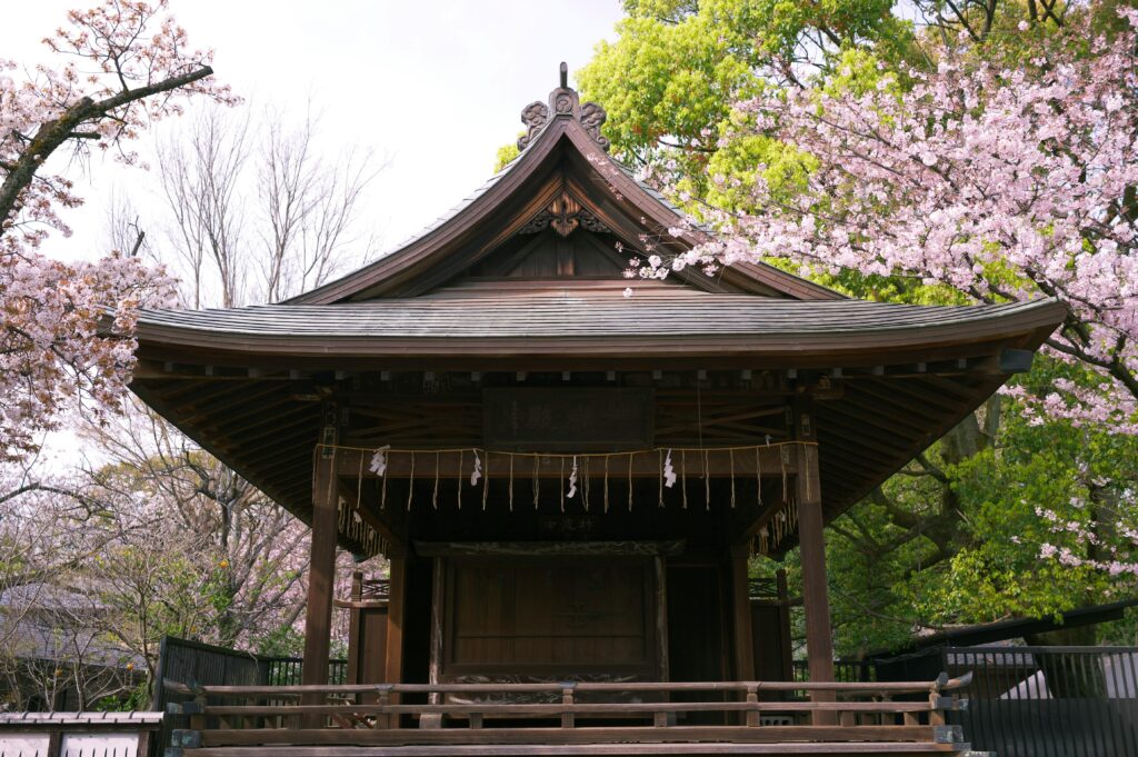 A serene view of a traditional Japanese shrine surrounded by blooming cherry blossoms in Taito City, Tokyo.